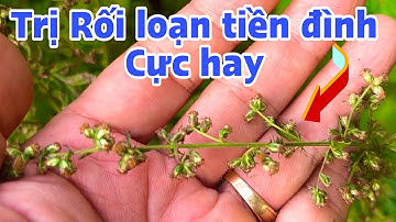 Ai bị Rối loạn Tiền Đình thì áp dụng ngay. PHAN HẢI Channel