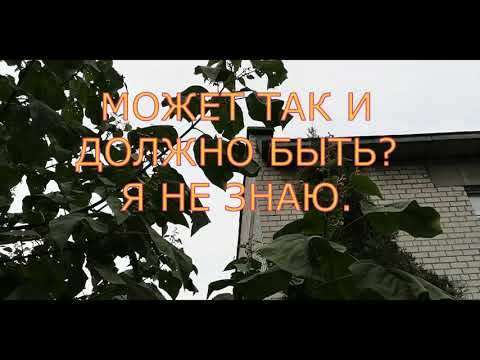 Павловния.  Цветет или нет и цветет ли вообще?