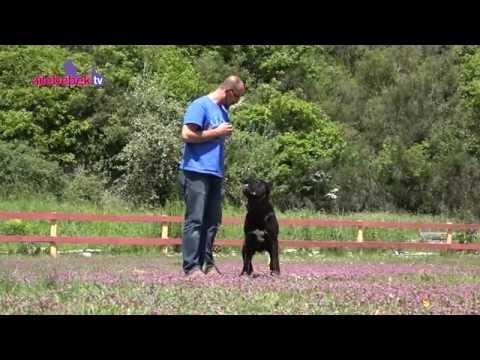 Video: Kıdemli Köpeğiniz Için Egzersiz