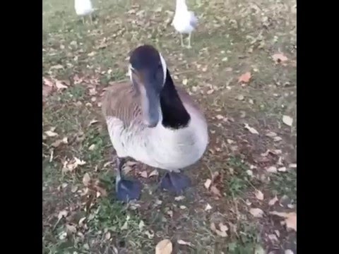 Excellent birds fucking in the air Apologise, birds fucking in the air accept