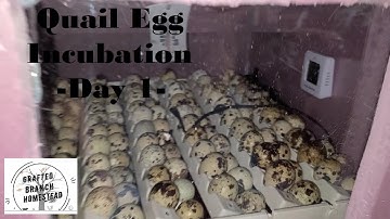 Quail Egg Incubation Day 1