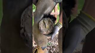 #Shortswithcamilla #Horse #Farrier #Asmr #Satisfying #Oddlysatisfying #Equestrian