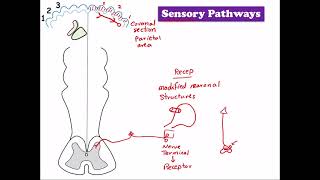 Sensory Pathways Cns Anatomy