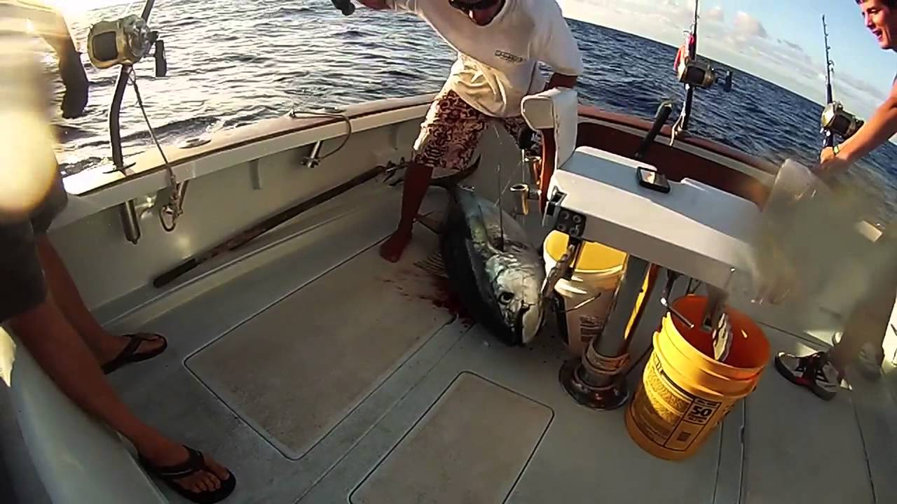 2 Big Ahi Caught off the Island of Kauai YouTube