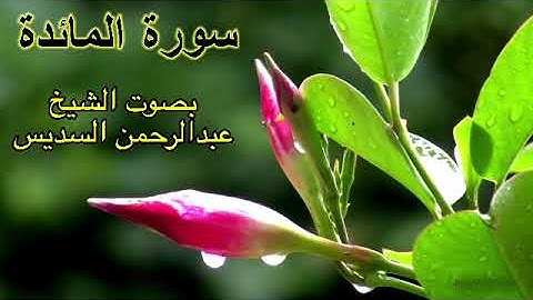 سورة المائدة كاملة بدون اعلانات بصوت الشيخ عبدالرحمن السديس
