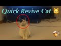 Quick Revive Cat