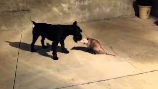 Standard Schnauzer vs Possum