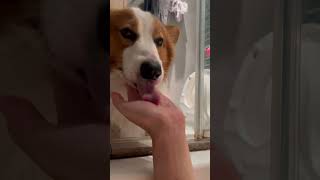 Corgi is watching me take a shower.