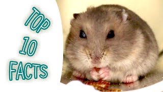 Top 10 facts about winter white dwarf hamster maybe you dont know | Hamster Survival 3