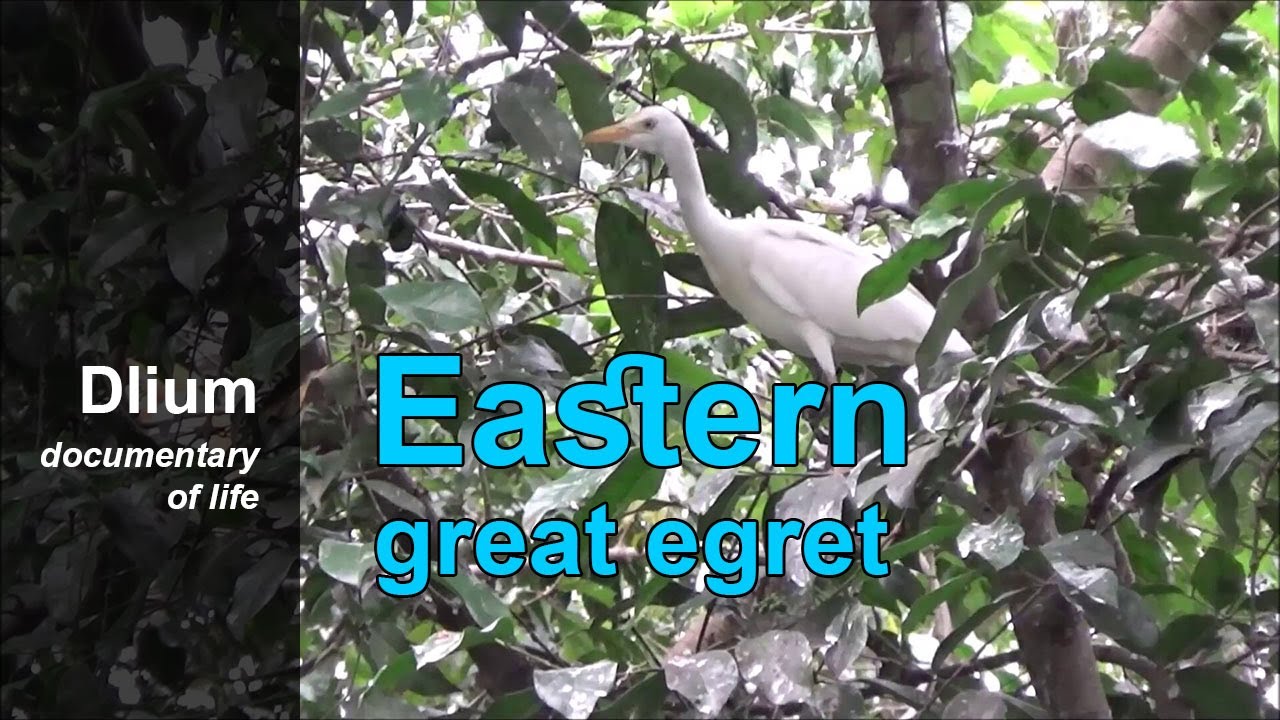 Eastern great egret (Ardea alba modesta) - part 1