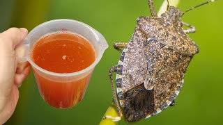 Kokuşmuş Böcekler Zehir Veya Kimyasal Madde Olmadan 1 Dakika Içinde Yok Olur