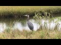 Great Blue Heron Squawk