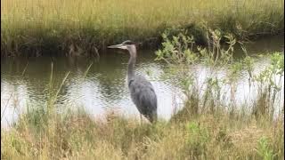 Burung Bangau Biru Besar Berkicau