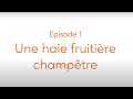 Une haie fruitire champtre