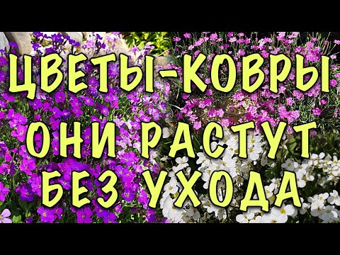 Видео: Обычные желтые многолетники: какие желтые многолетники лучше