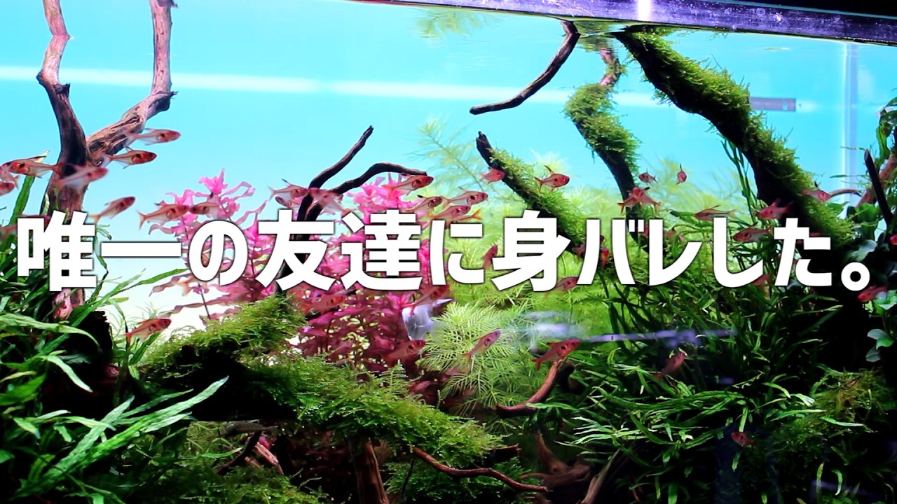 超希少ダッチアクアリウムの聖書 Das Wunder im Wohnzimmer Shocking] Somehow, a friend I hadn't seen in 7 years found out who