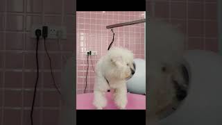 2024 Chó Phốc Sóc Mini 😍 Funny and Cute Pomeranian 😺🐶 | cute animals41.8