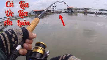 Câu Cá Tra Sông-Trời Nắng Nóng Quá Nay Đi Săn Hugo Không Ăn, Câu Cá Úc Ăn Lía Lịa
