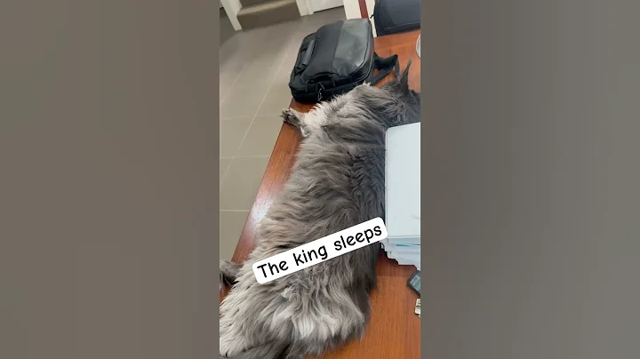 Video 2870211: mainecoon cats catlover, mainecoon sleep