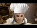 Капуцин Ульяна повар/ Домашняя обезьянка помогает готовить, раскатывает тесто