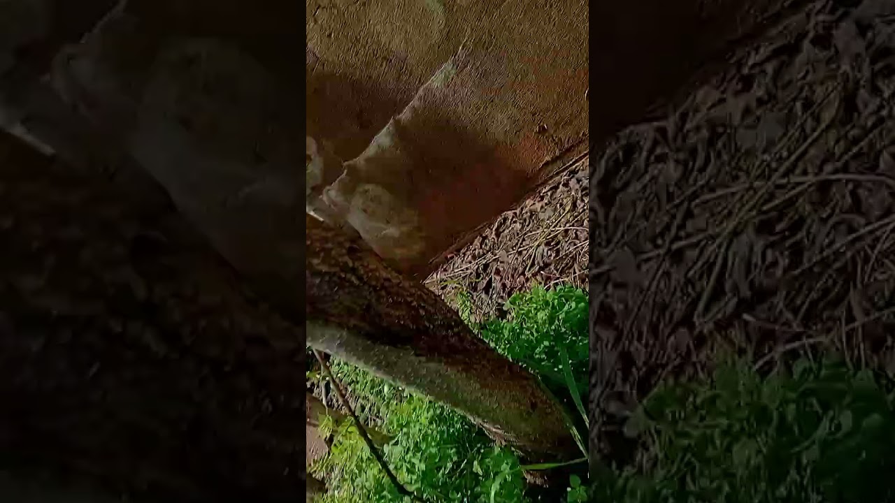 Partyyyyyy two ta2tif el houmayda