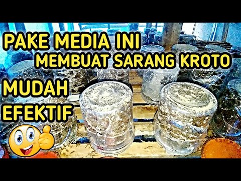 Budidaya Kroto Cara Membuat Sarang Kroto Dengan Media Toples