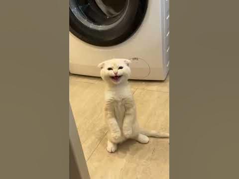 Смешной кот - YouTube