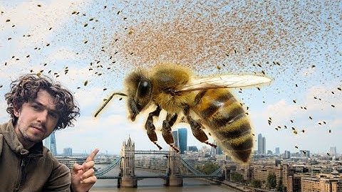 Did We Save The Wrong Bees?