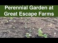 Perennial garden at great escape farms