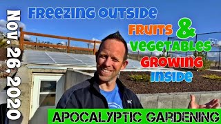 Growing Fruits and Vegetables in the Winter in my Underground Greenhouse