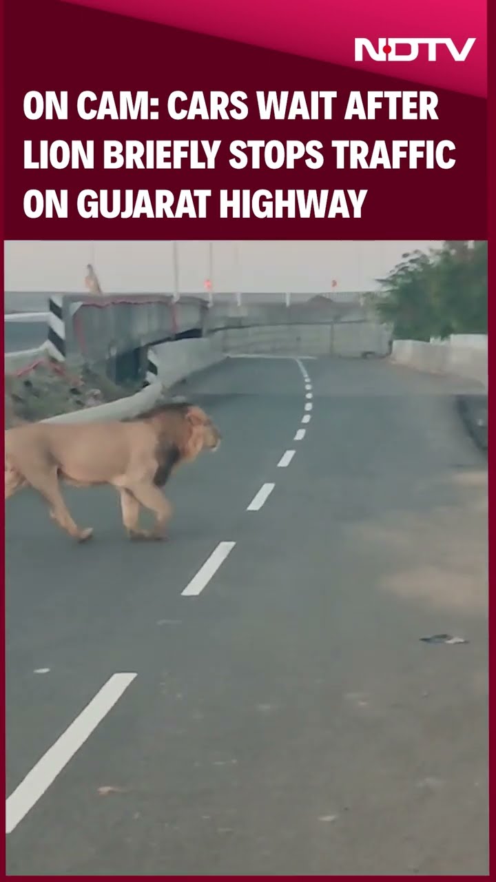 Gujarat News | Cars Wait After Lion Briefly Stops Traffic On Gujarat Highway