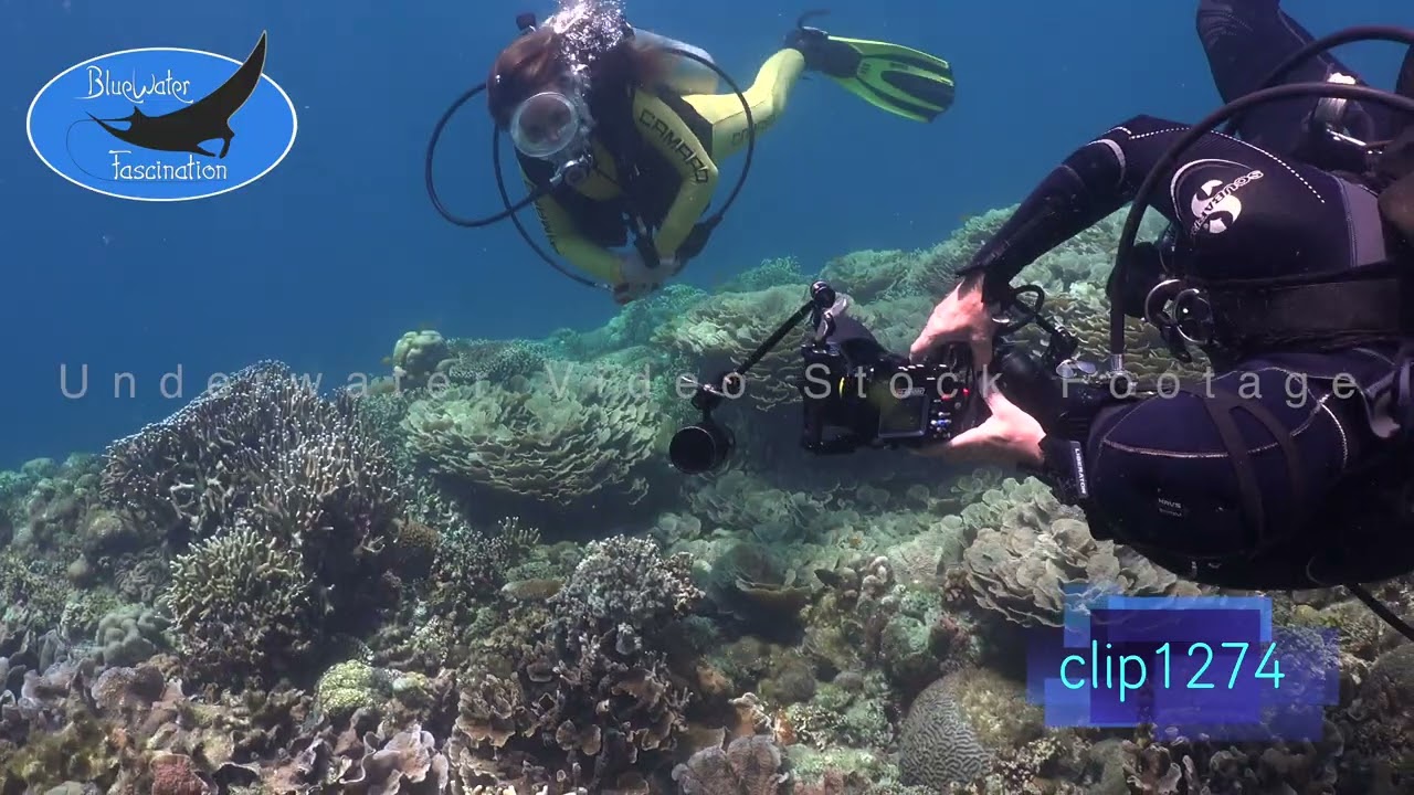 1274_Filming female scuba diver model underwater. 4K Underwater Royalty Free Stock Footage