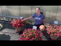 New Nirvana XDR Colors at Lucas Greenhouse's 2025 Summer Trials