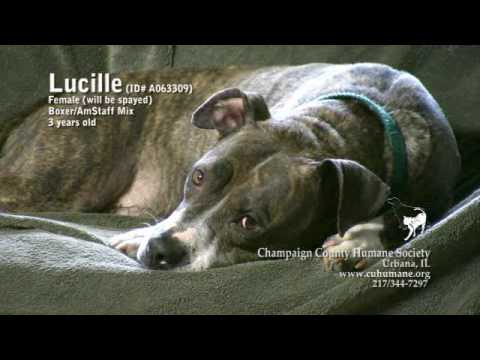 Lucille Needs a Home