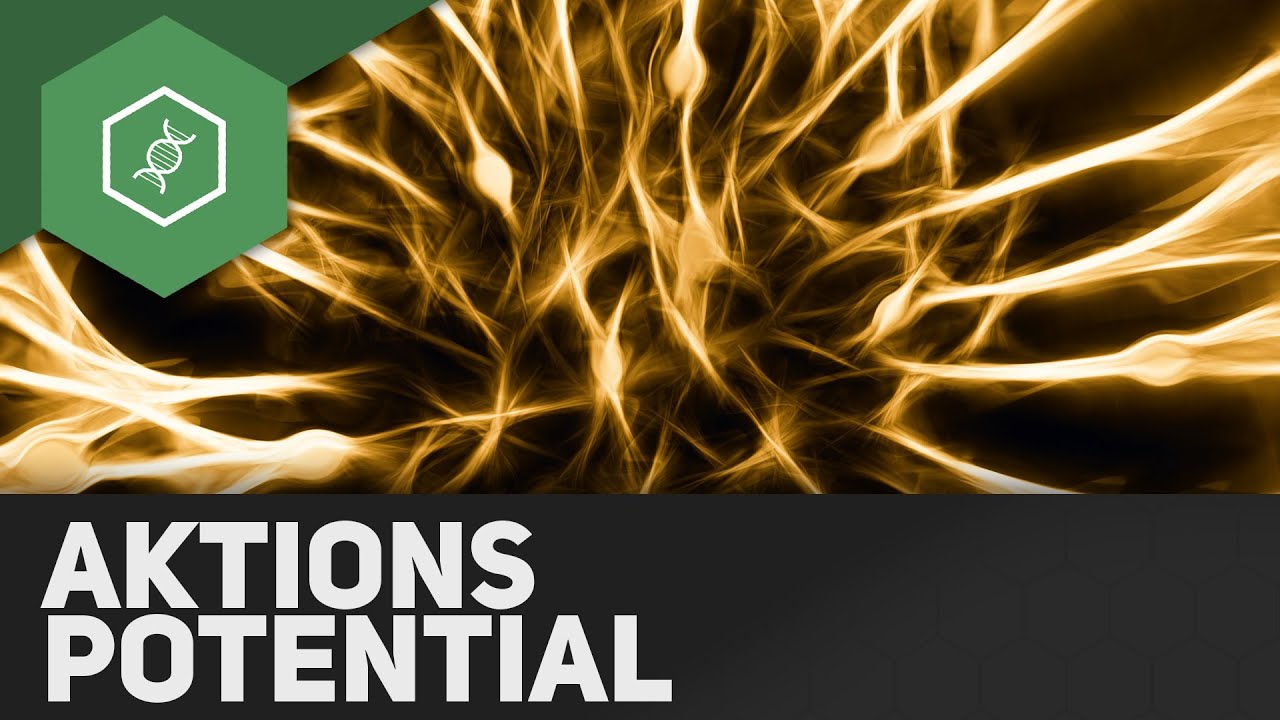 Aktionspotential