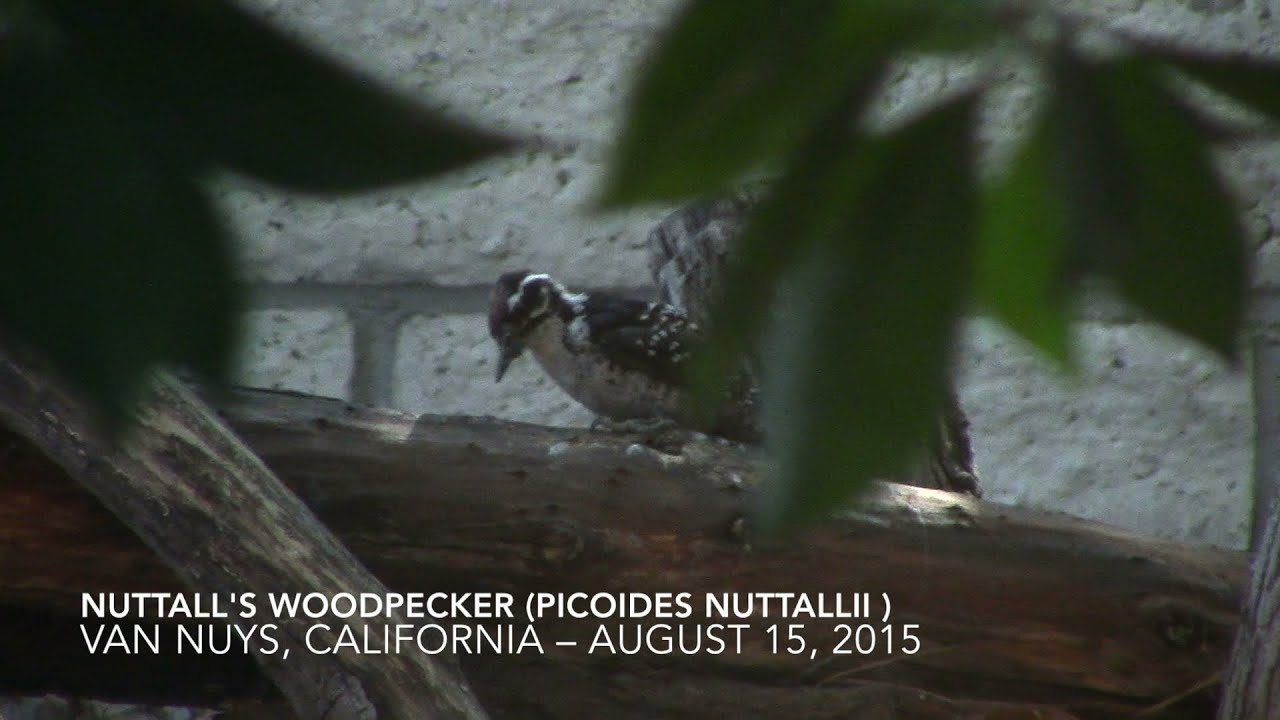 Nuttall's Woodpecker (Picoides nuttallii) - August 15, 2015 - Van Nuys