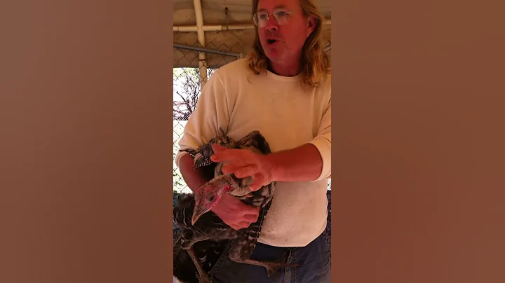 John Harnois describes turkey anatomy