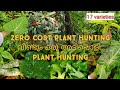 Zero cost plant hunting  17 varieties വീണ്ടും ഞാൻ ചെടികൾ തേടി കാടും മലയും കയറി|part 2|malayalam|