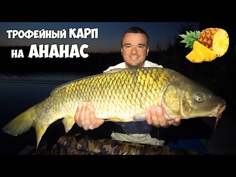 ЛОВЛЯ КАРПА на