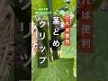 【宙吊り栽培のきゅうりに茎どめクリップを施した】 #きゅうり栽培 #クリップ