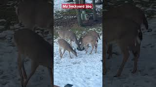Wildlife#shorts#deer#winter#corn#feeding#my#backyard#zoo#🥰