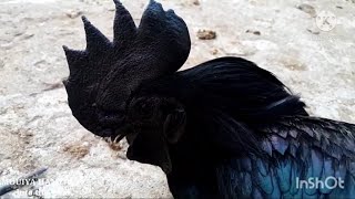 حقائق لا تعرفها عن الدجاج الأسود (لامبورغيني) أغرب وأندر دجاج  Information about chickens of Cemani