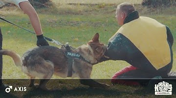 AXIS - K9DOGS.pl - DUAL PURPOSE CANINE