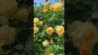 David Austin Eden Climbing Rose Rose Garden Tour