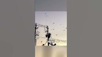 How Birds Avoid Electrocution