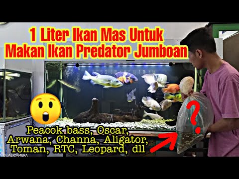 ngasih makan ikan