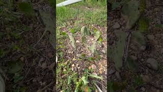 Cactus On The Kombucha Farm