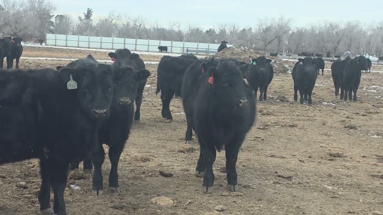 800# nhtc steers 