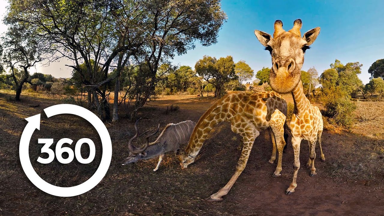 The Fight to Save Threatened Species (360 Video) - YouTube