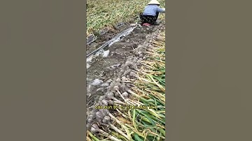 làm nông tại Hàn Quốc. nhổ hành phần 1